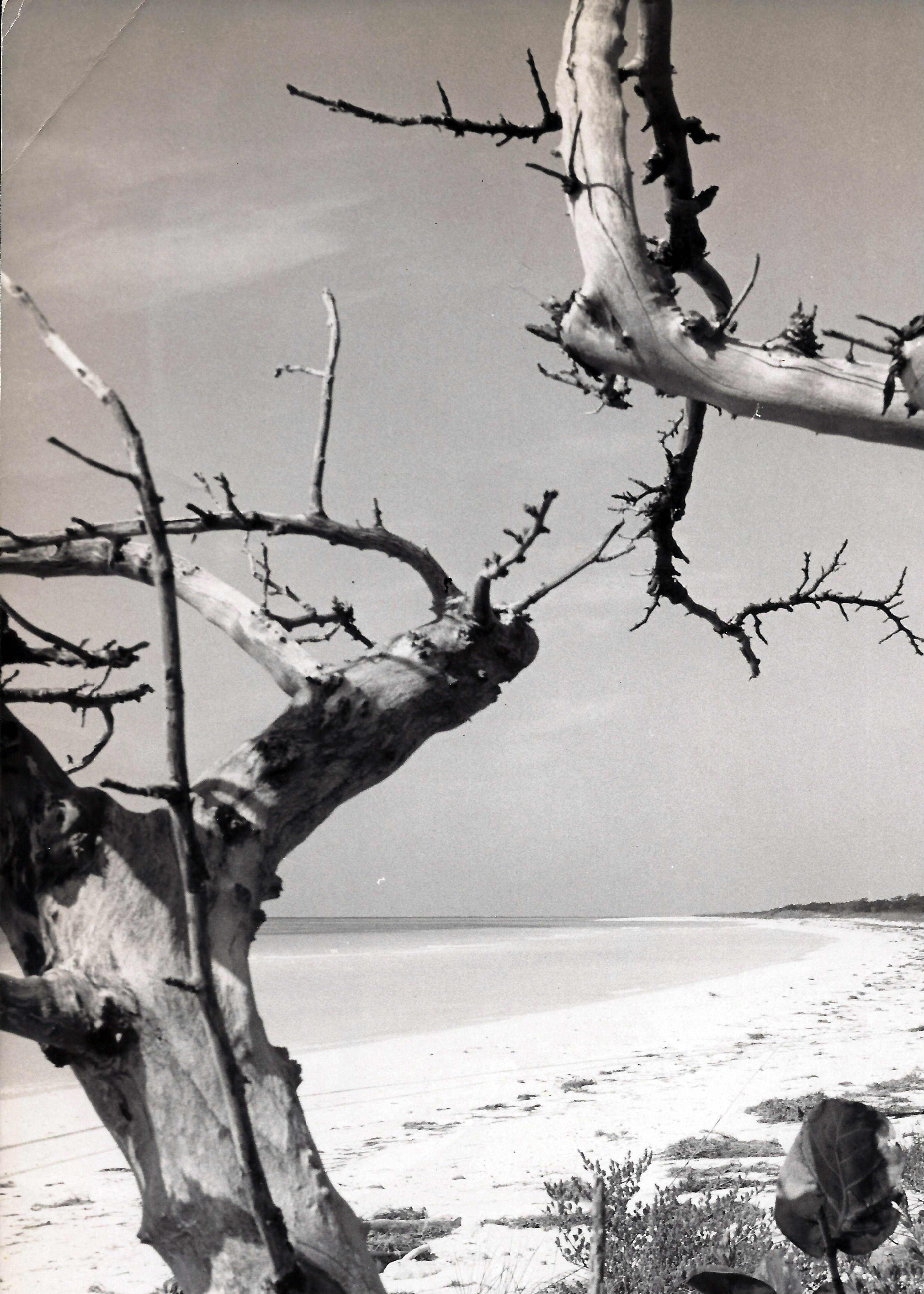 Grand Bahama Beach, by Roland Rose, 1960's