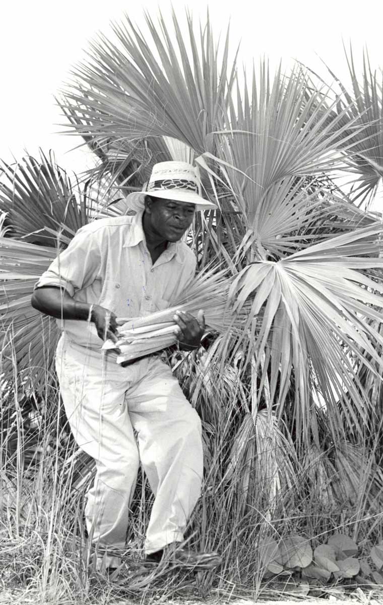 Collecting Palm Fronds