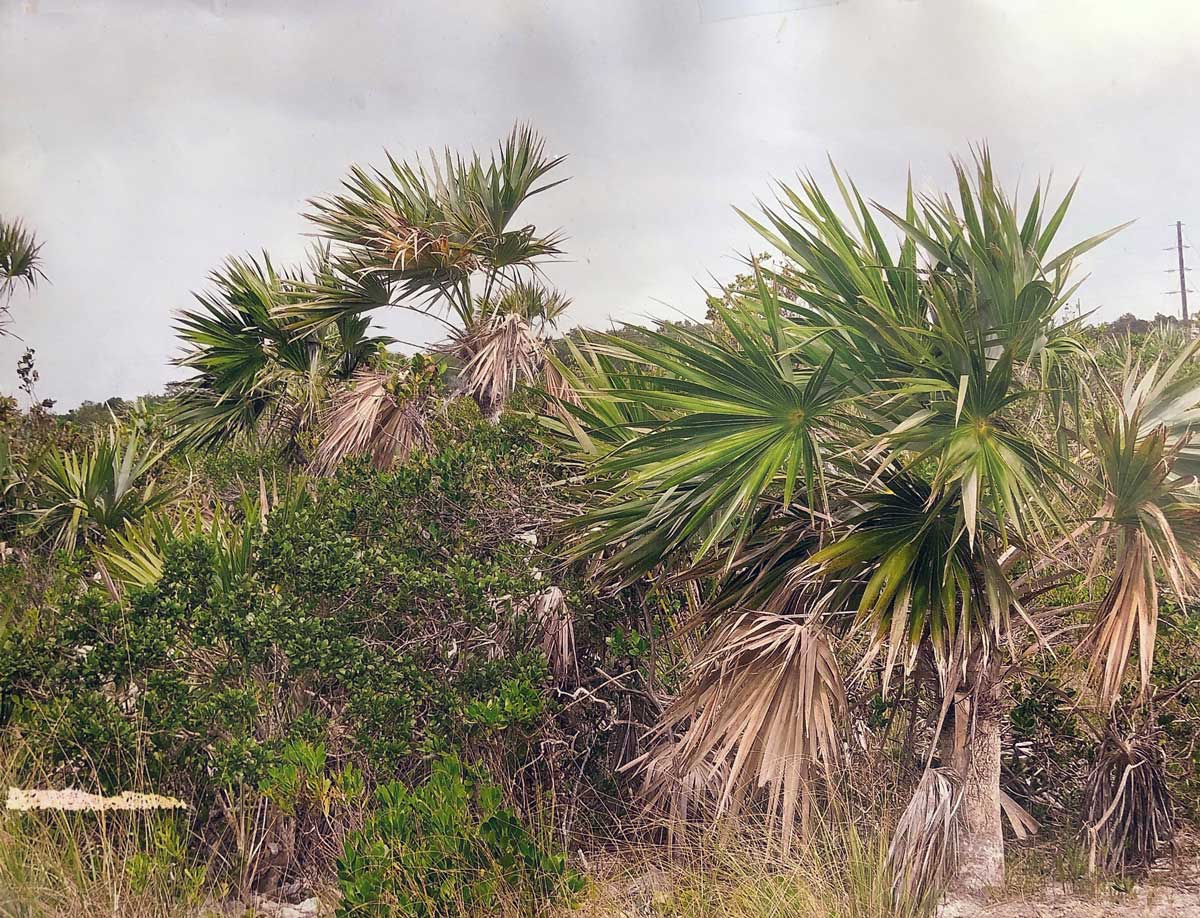 Silver Top Palms in the Bush