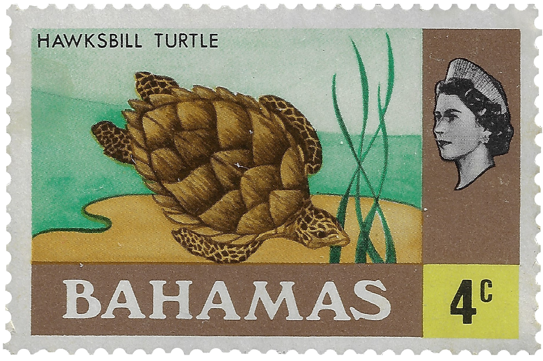 4c 1971, Hawksbill Turtle