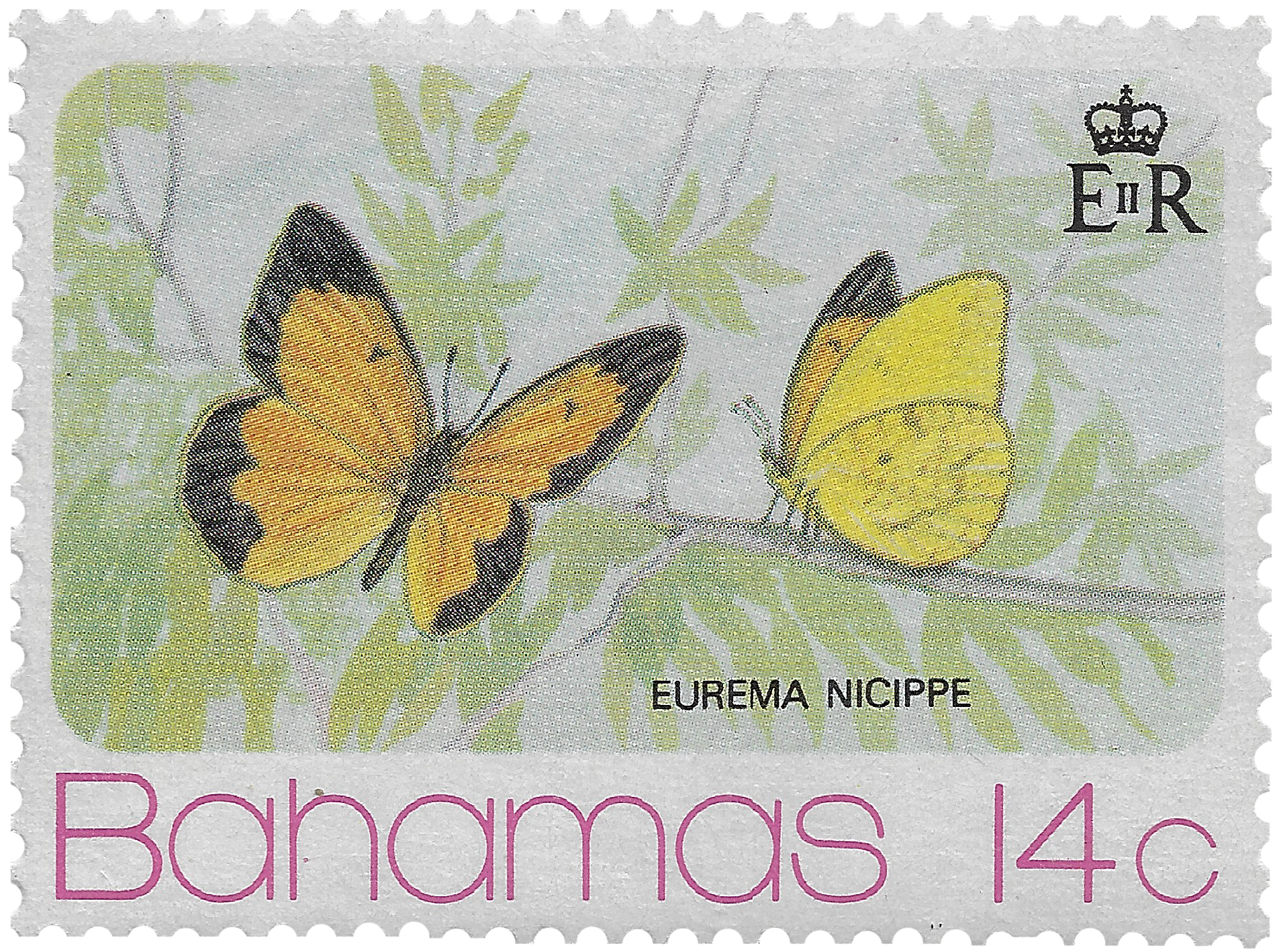 14c 1975, Eurema Nicippe, Butterfly