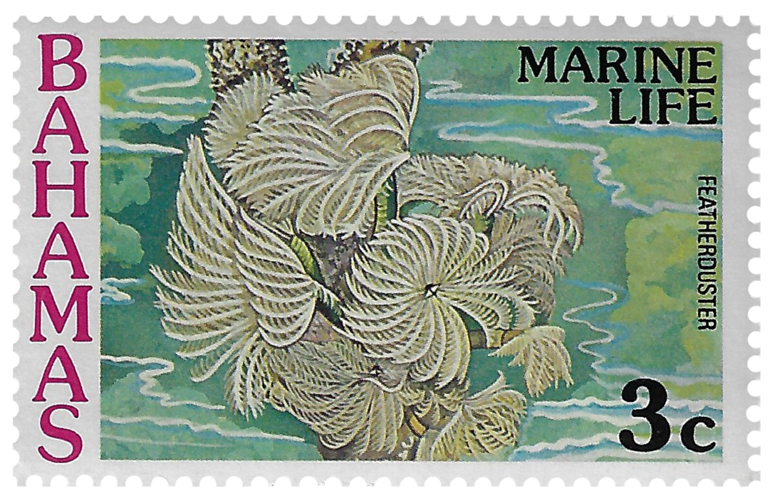 3c 1977, Marine Life, Featherduster