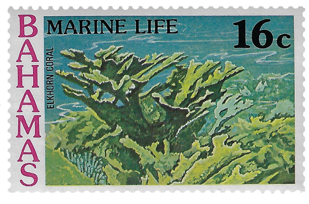 16c 1977, Marine Life, Elkhorn Coral