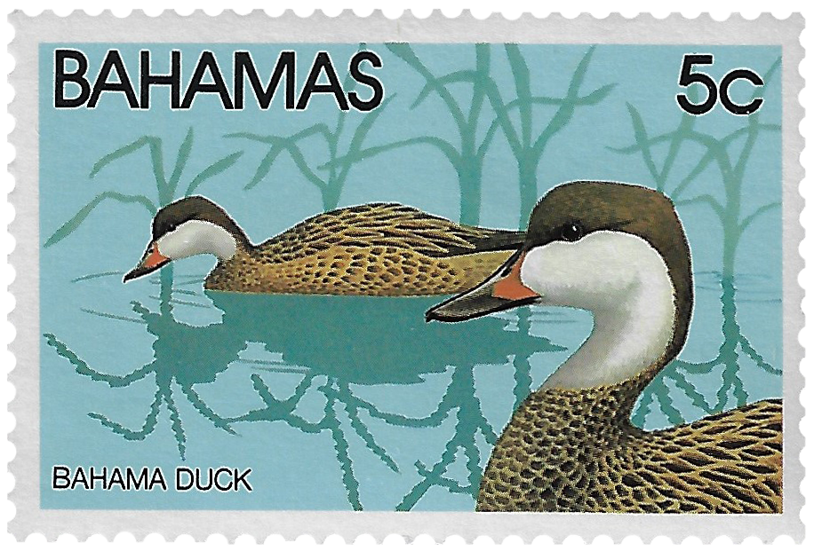 5c Bahama Duck