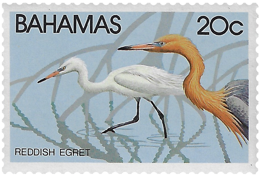 20c Reddish Egret