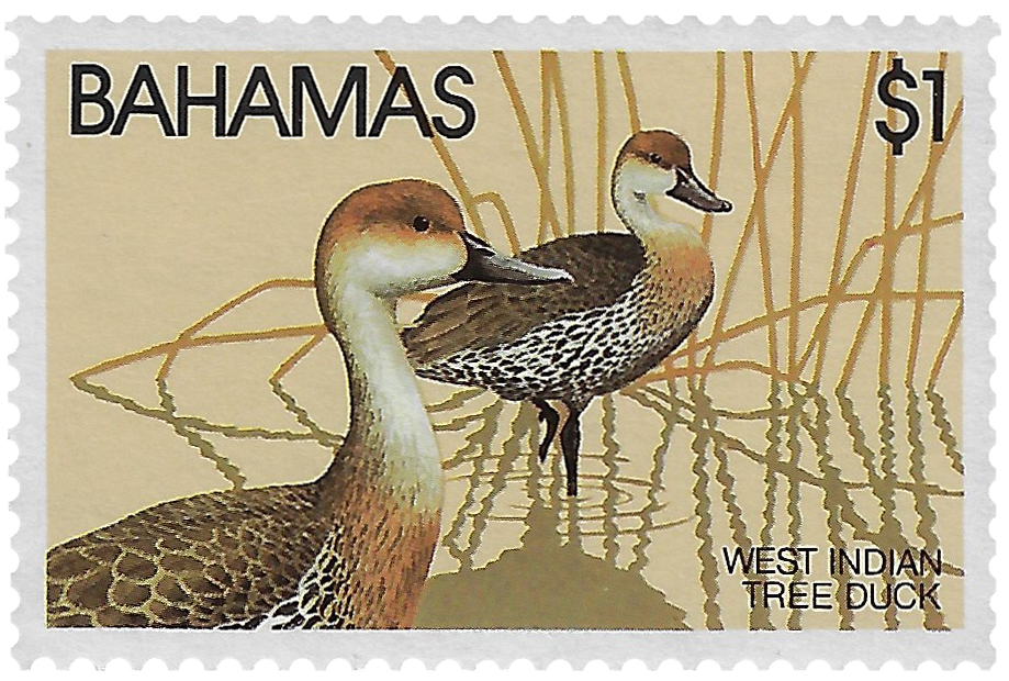 West Indian Tree Duck