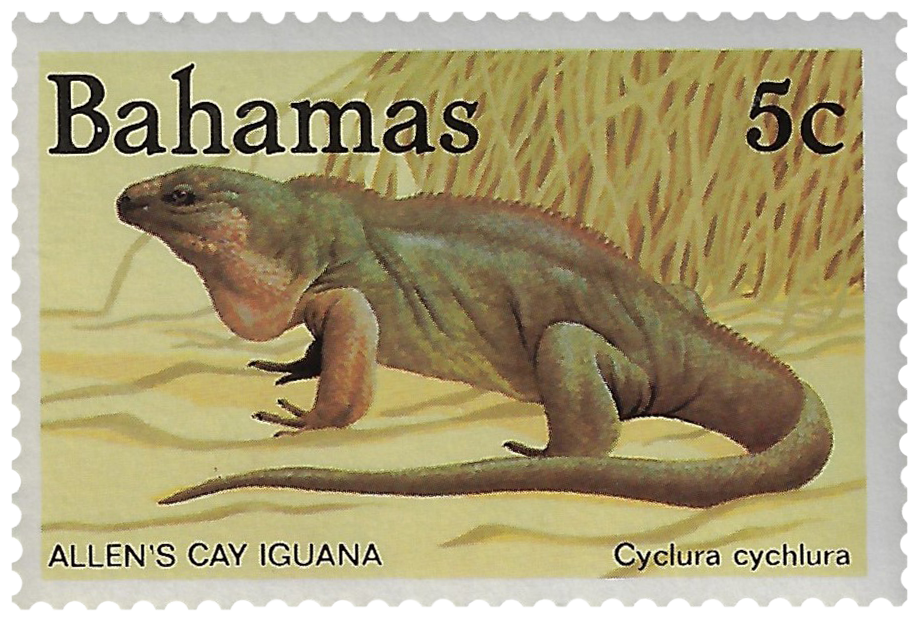 5c 1984, Allen's Cay Iguana