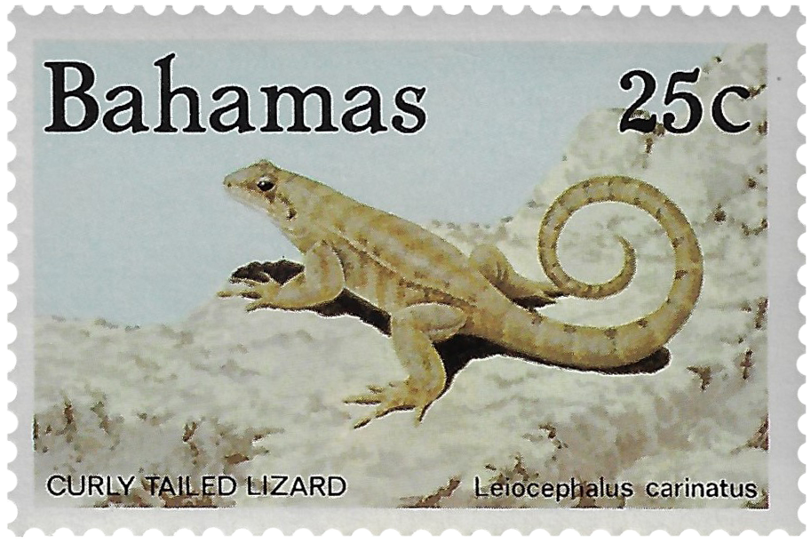 25c 1984, Curly Tailed Lizard
