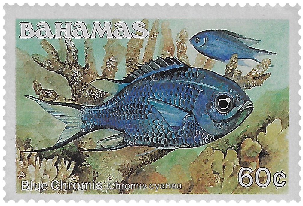 60c 1986-87, Blue Chromis, Chromis cyanea