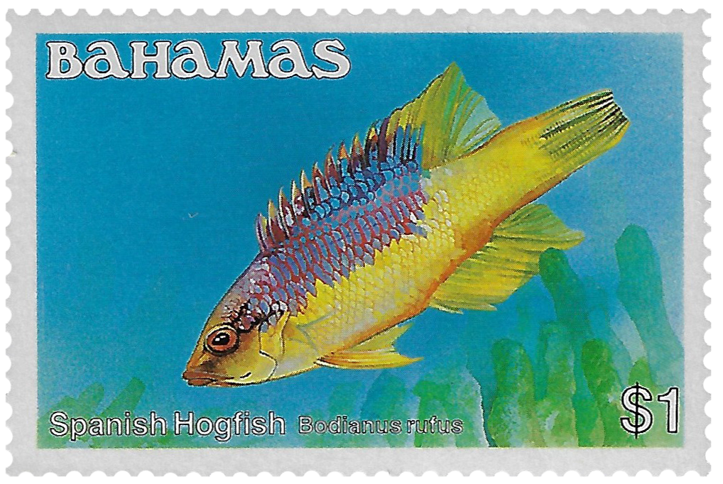 1d 1986-87, Fish, Spanish Hogfish