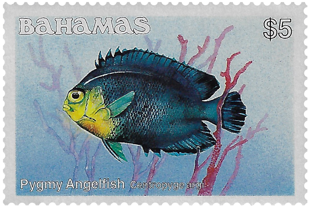 5d 1986-87, Fish, Pygmy Angelfish