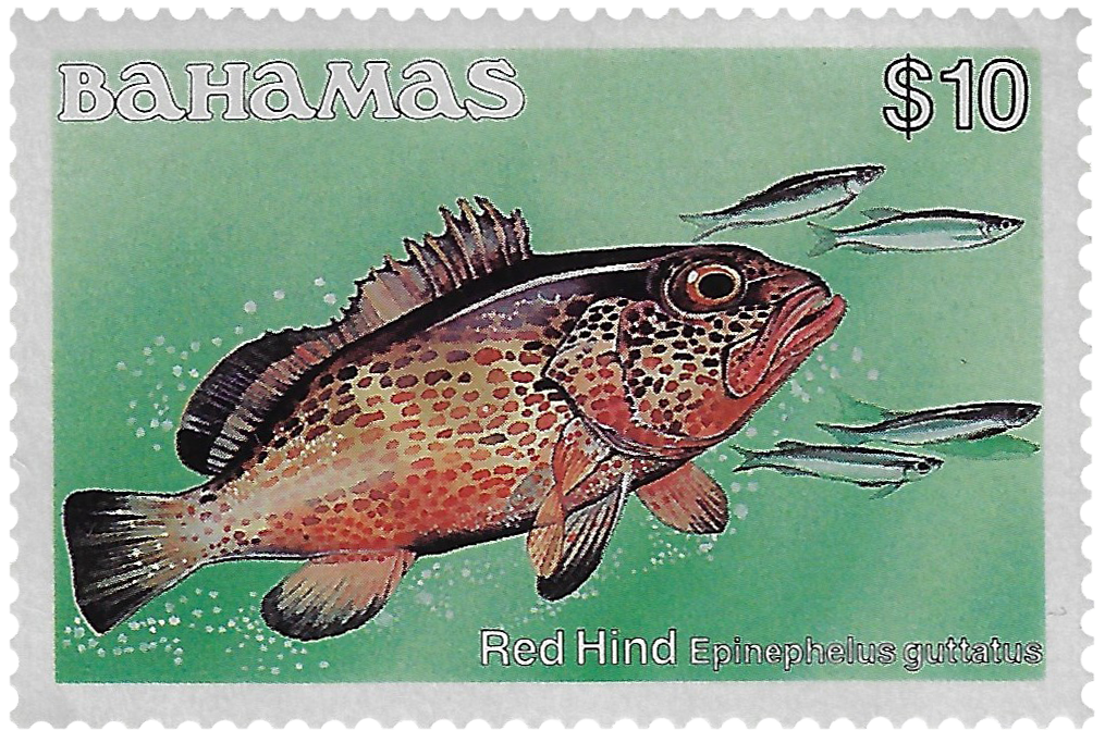 10d 1986-87, Red Hind, Epinephelus guttatus