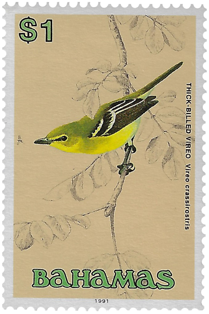 1d 1991, Thick-Billed Vireo, Vireo crassirostris