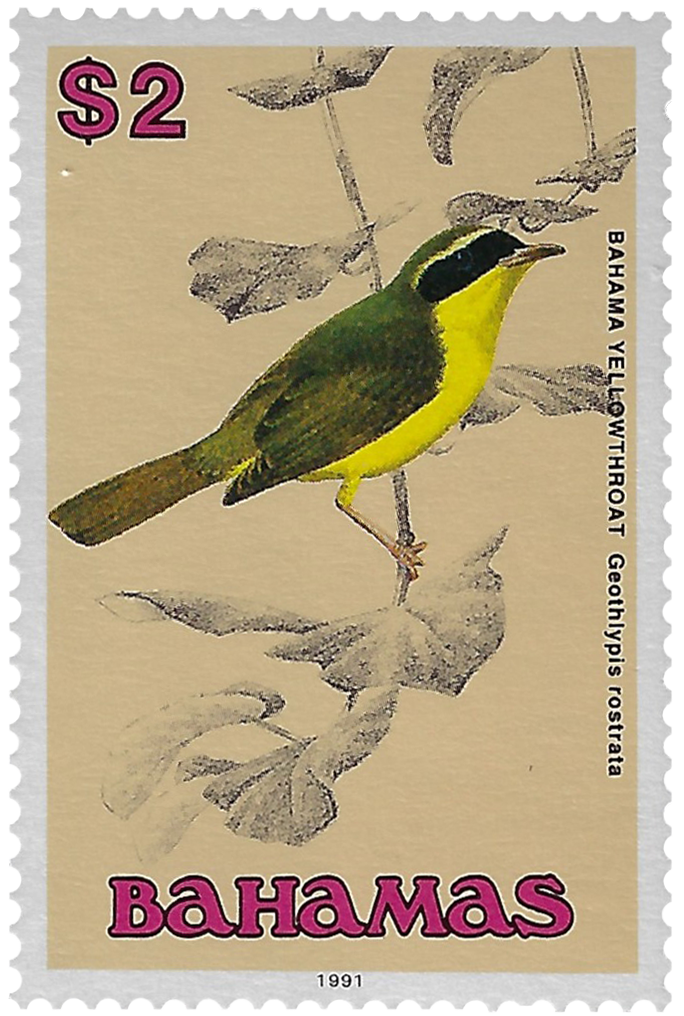 2d 1991, Bahama Yellowthroat, Geothlypis rostrata