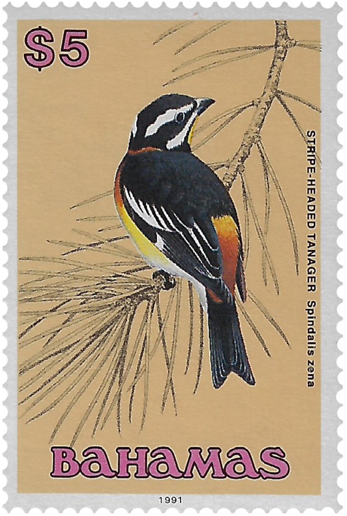 5d 1991, Stripe-Headed Tanager, Spindalis zena