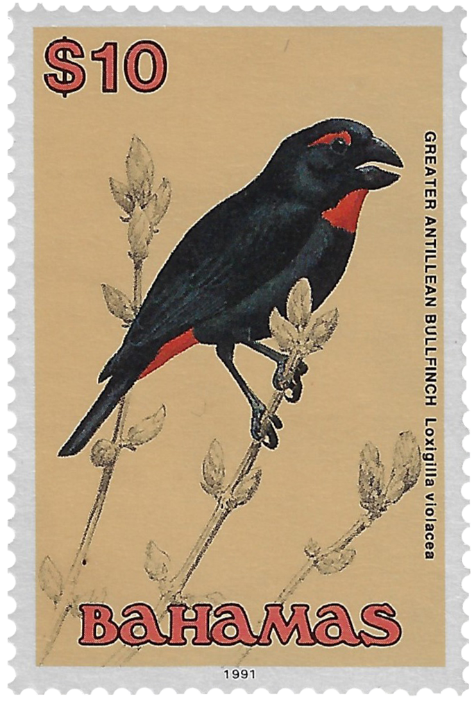 10d 1991, Greater Antillean Bullfinch, Loxigilla violacea