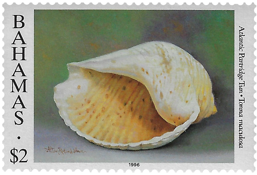 2d 1996, Shells, Atlantic Partridge Tun