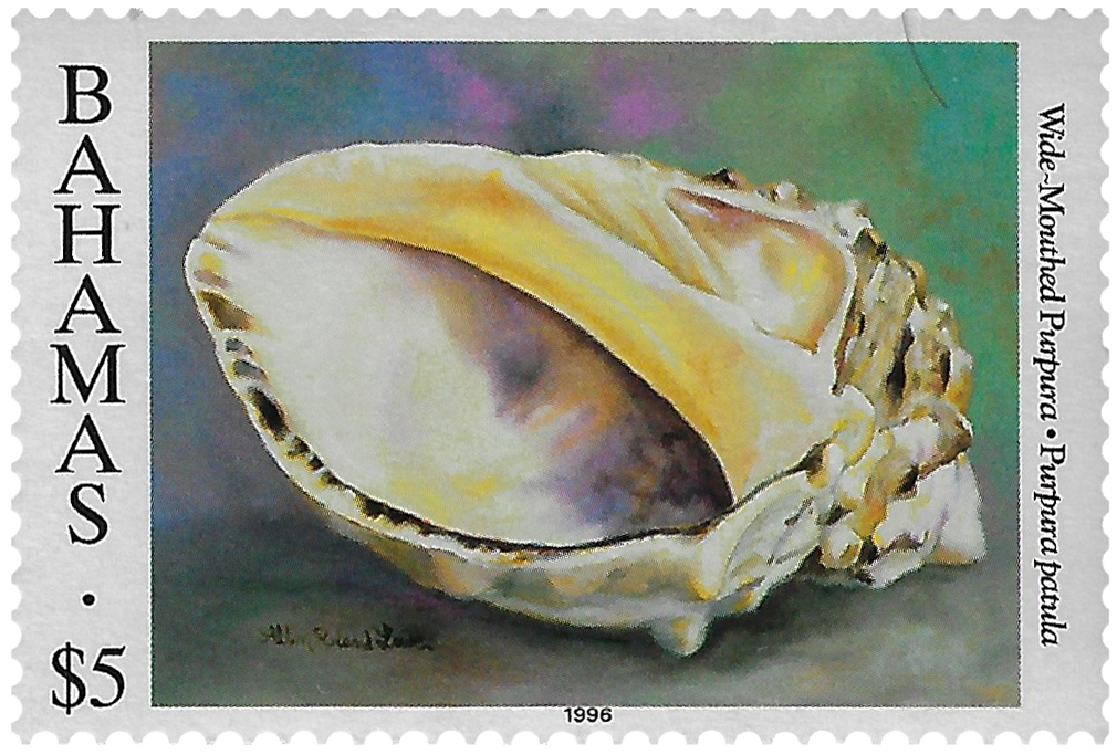 5d 1996, Shells, Wide-Mouthed Purpura