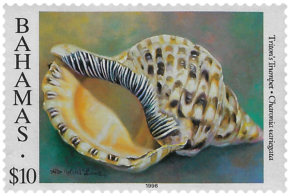 10d 1996, Shells, Triton's Trumpet