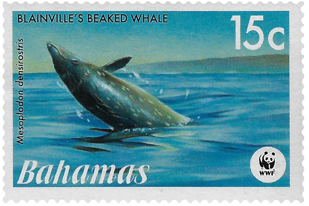 15c 2007, WWF, Blainville's Beaked Whale, Mesoplodon densirostris